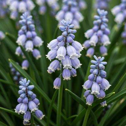Pseudomuscari Pallens Flower Seeds for Garden Planting