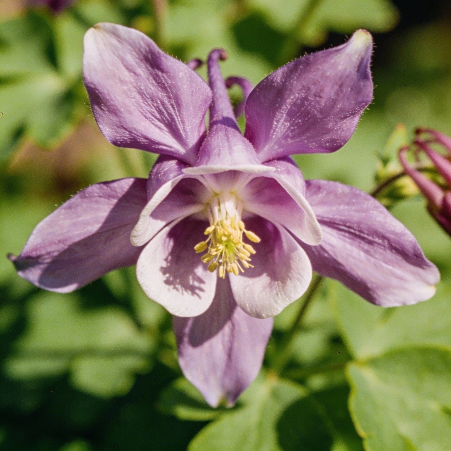 Rare Aquilegia Clematiflora Seeds – Exotic Columbine Perennial Flower Seeds
