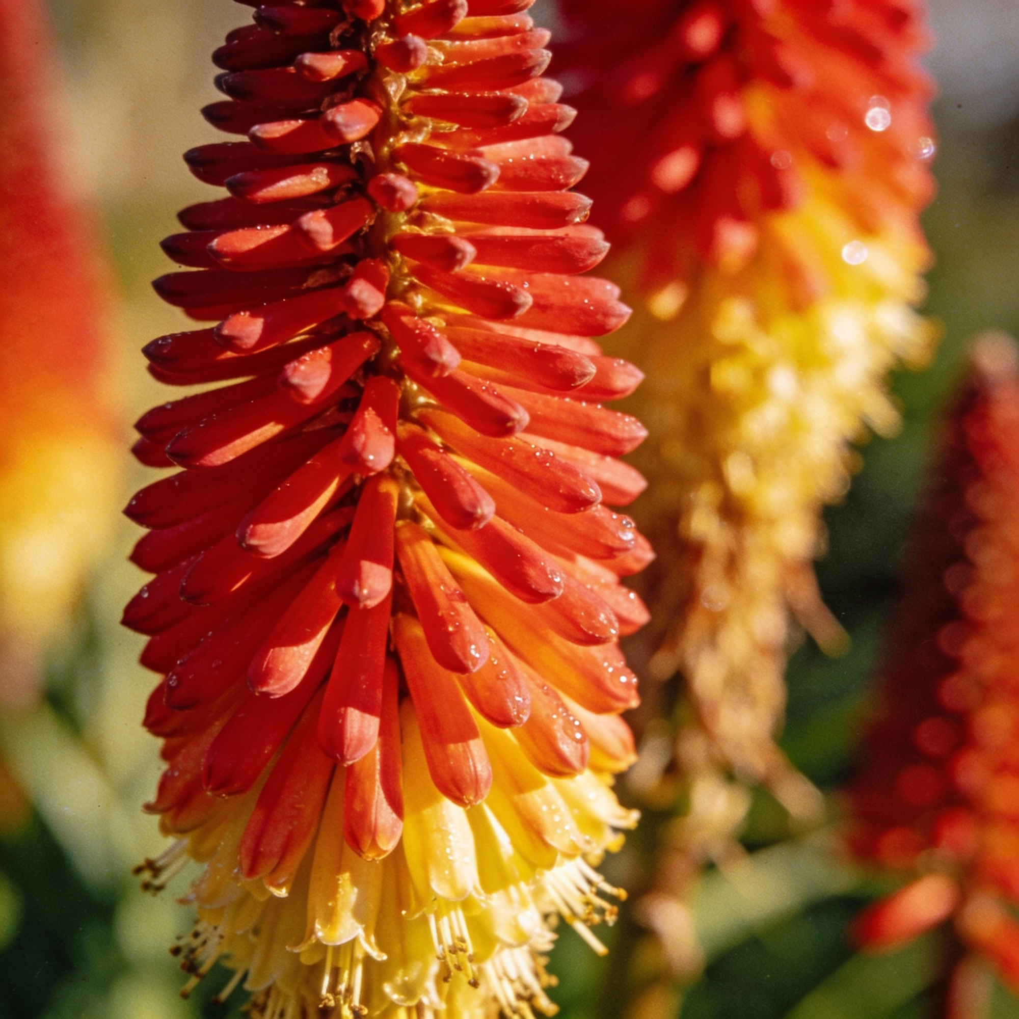 red-hot-poker-uvaria-mix-flower-seeds-for-planting-100-pcs