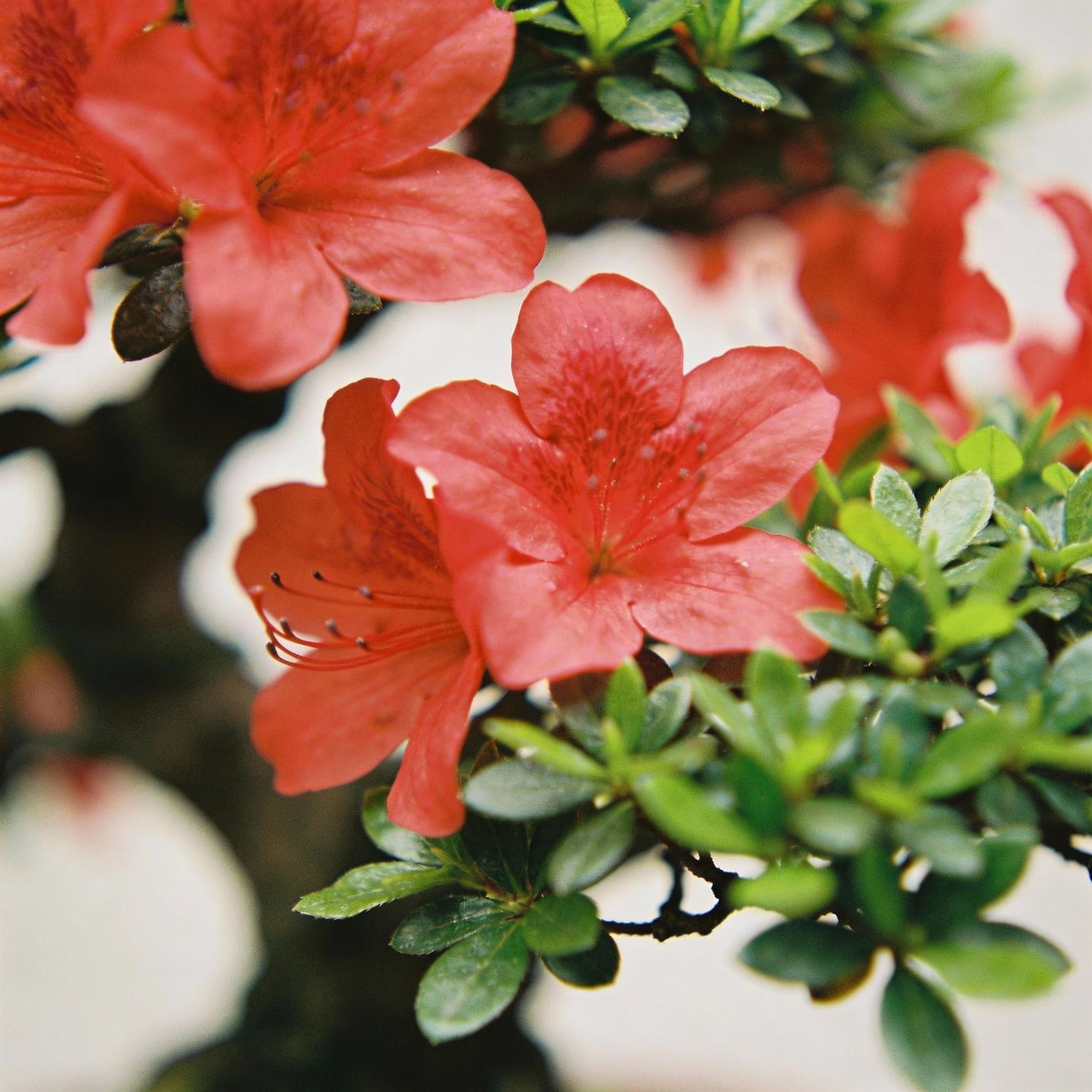 red-flowering-bonsai-seeds-in-crack-vase-for-garden-planting