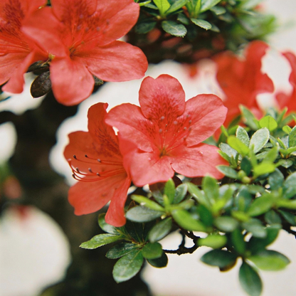 Red Flowering Bonsai Seeds In Crack Vase for Garden Planting