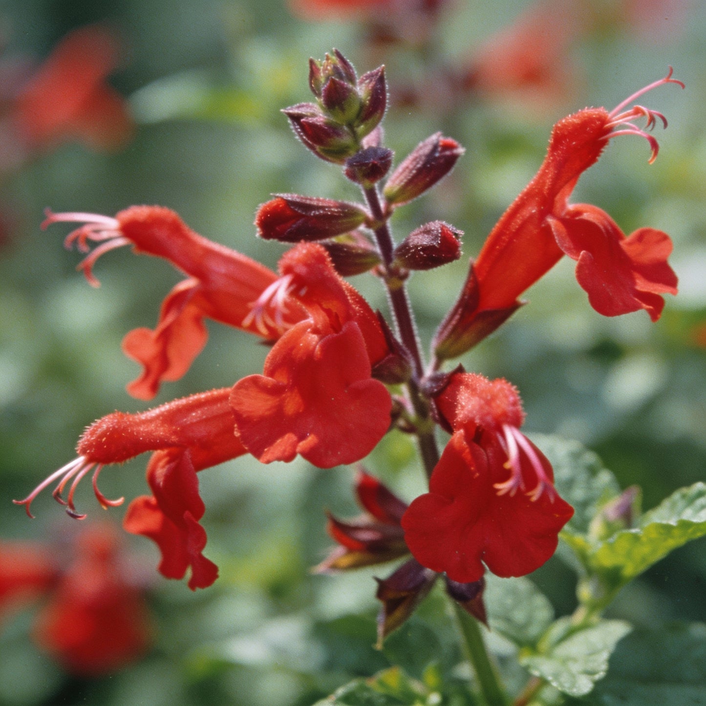Salvia Coccinea Seeds for Garden Planting