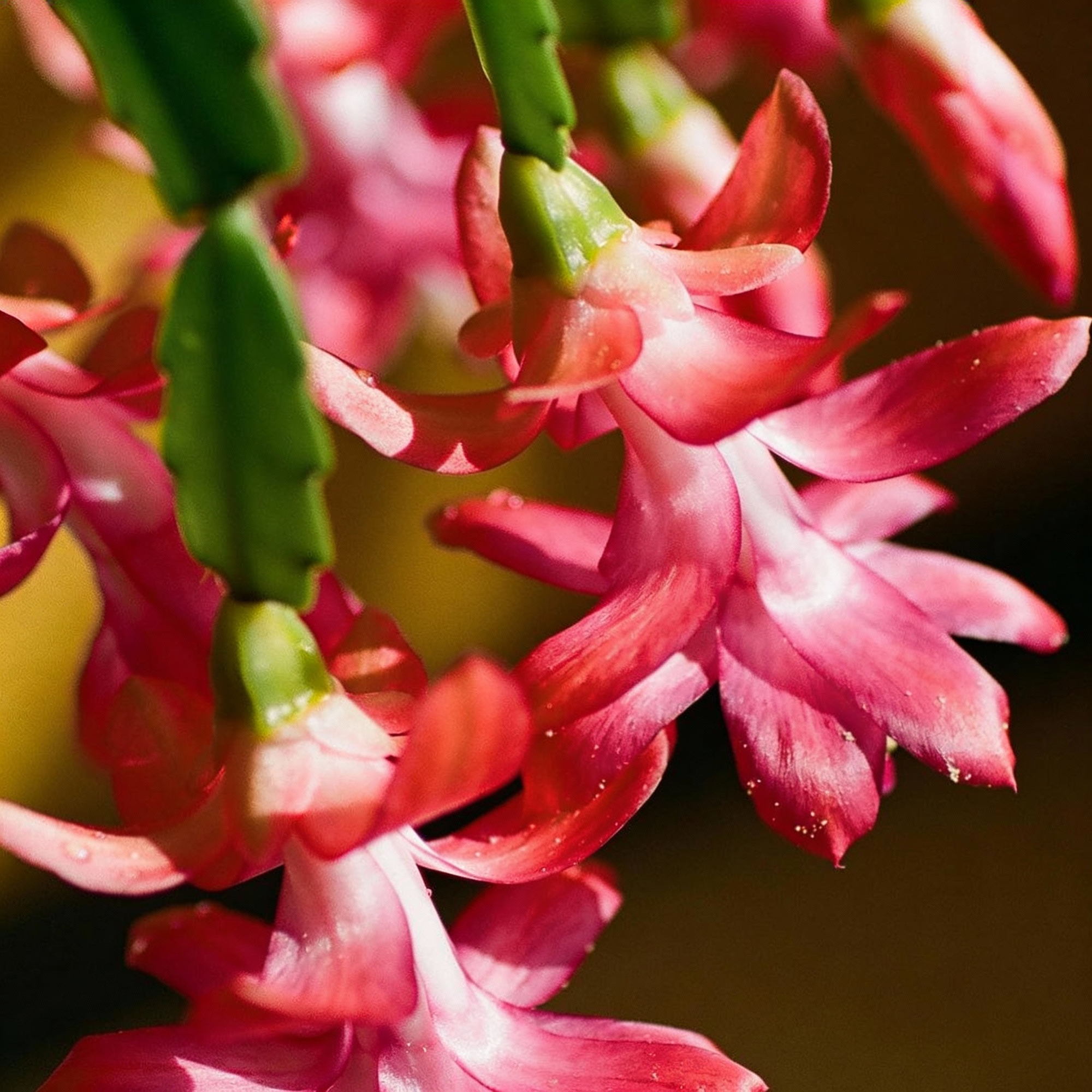 zygocactus-schlumbergera-seeds-for-planting-100-pcs