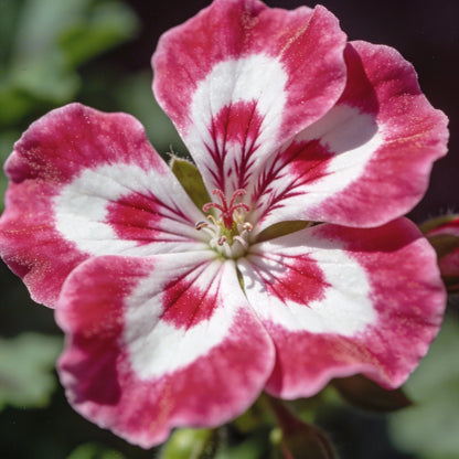 Semi Geranium Saturn Stars Flower Seeds for Garden Planting