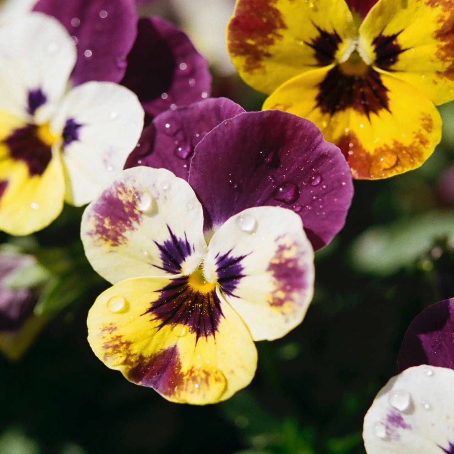 Mini Pansy Flower Seeds - Pansy Flower Seeds for Garden