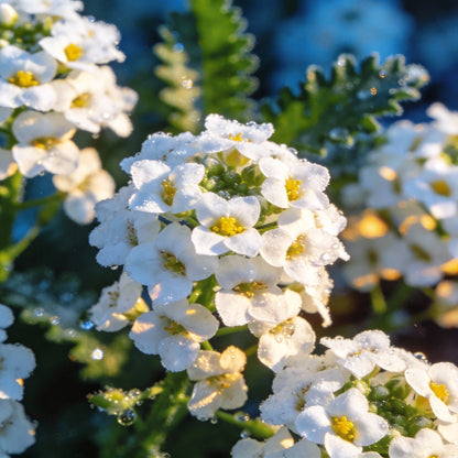 Sweet White Alyssum Snow Seeds for Garden Planting