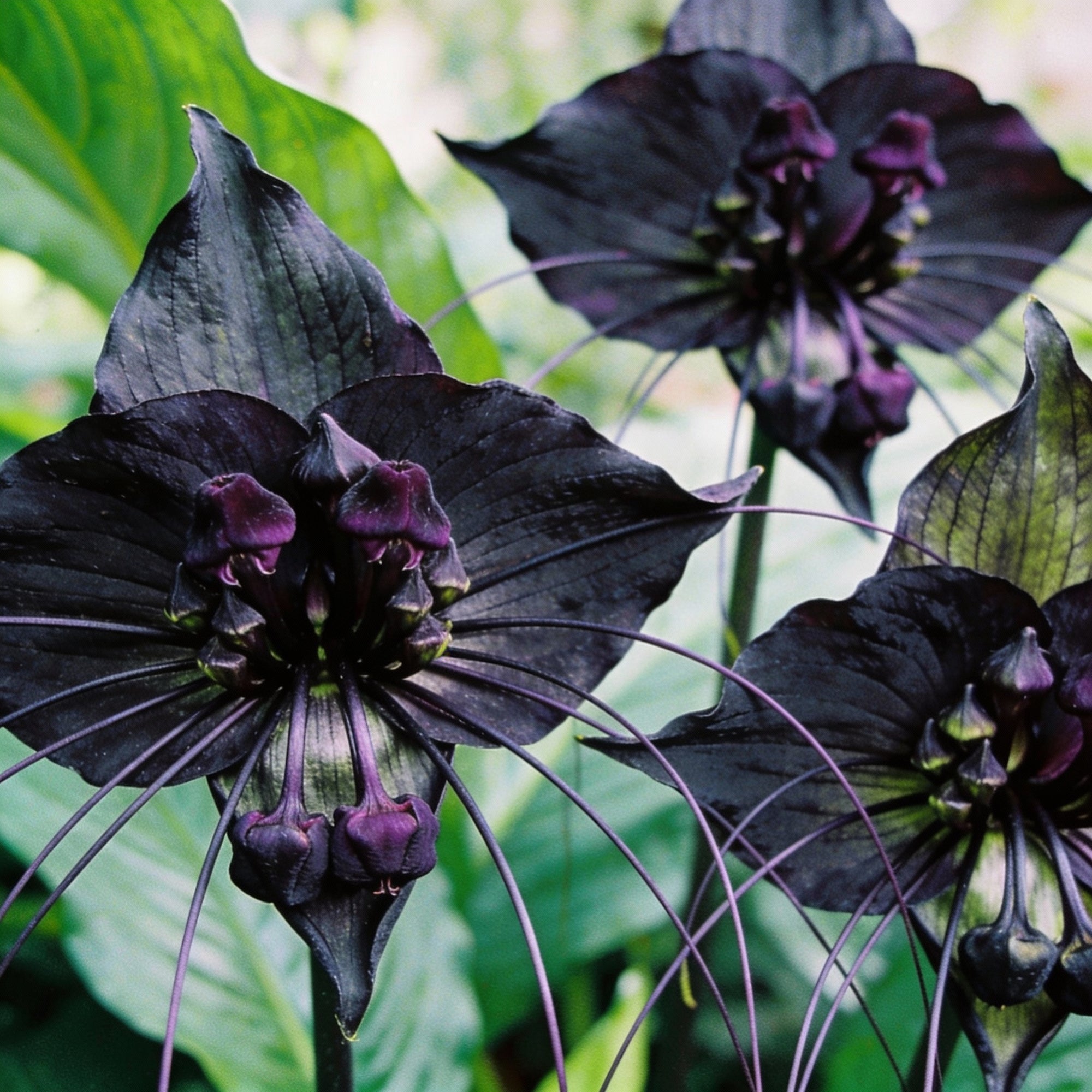 tacca-chantrieri-seeds-for-garden-planting