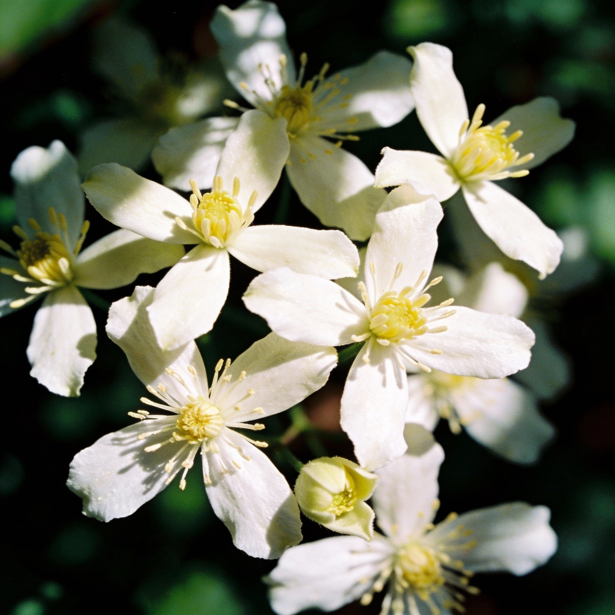 virgins-bower-seeds-exquisite-clematis-perennial-climber