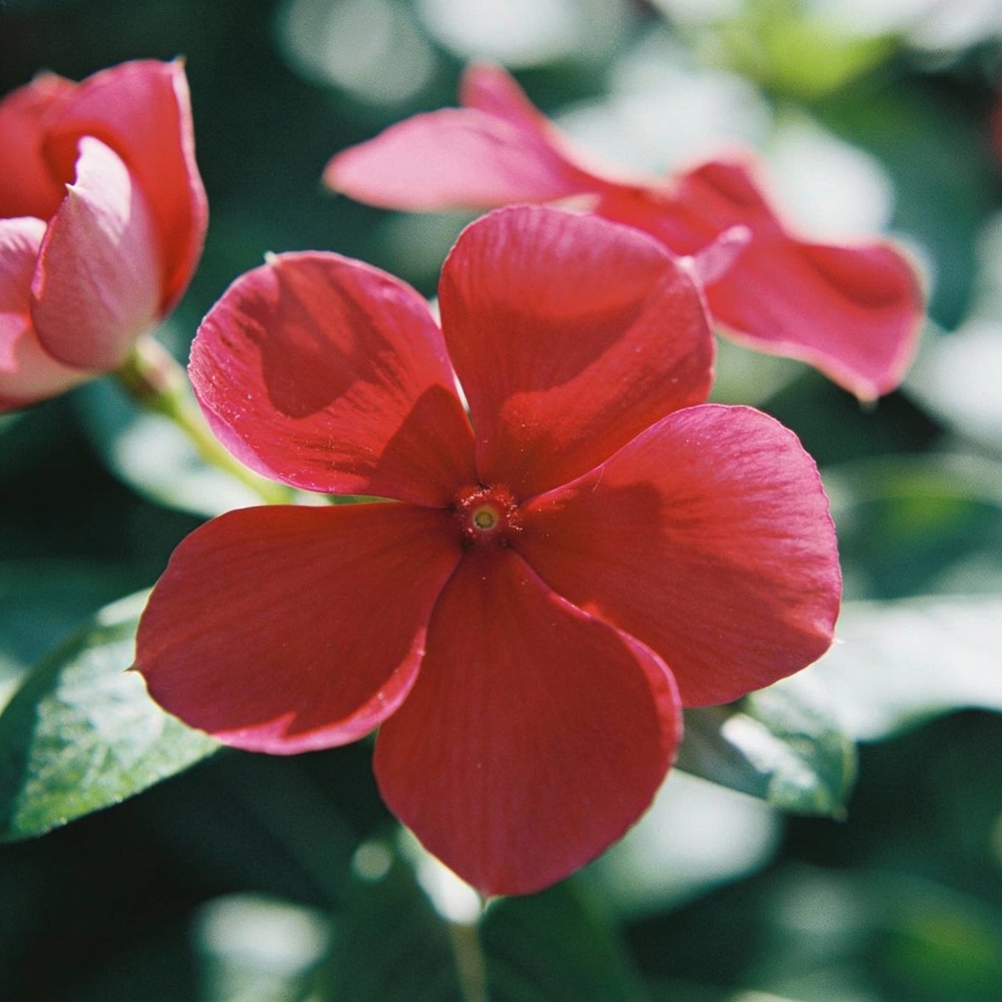 Vinca Rosea Red Cherry Dwarf Seeds Beautiful Red Garden Flowers