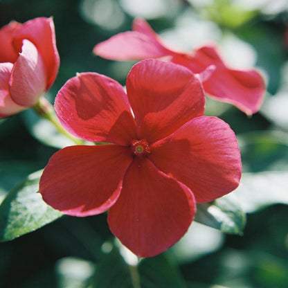 Vinca Rosea Red Cherry Dwarf Seeds Beautiful Red Garden Flowers