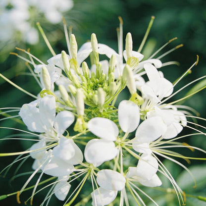 Cleome Spider Flower White Seeds for Garden Planting
