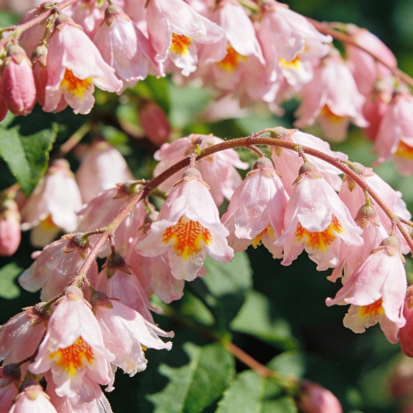 Kolkwitzia Amabilis Seeds for Garden Planting