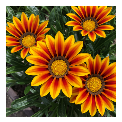 Gazania Rigens Flower Seeds African Sunflower for Garden Planting