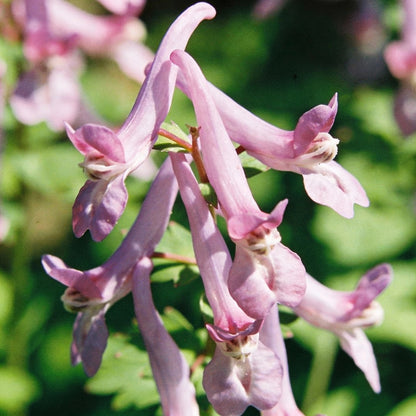 Polyxena Longituba Flower Seeds for Garden Planting