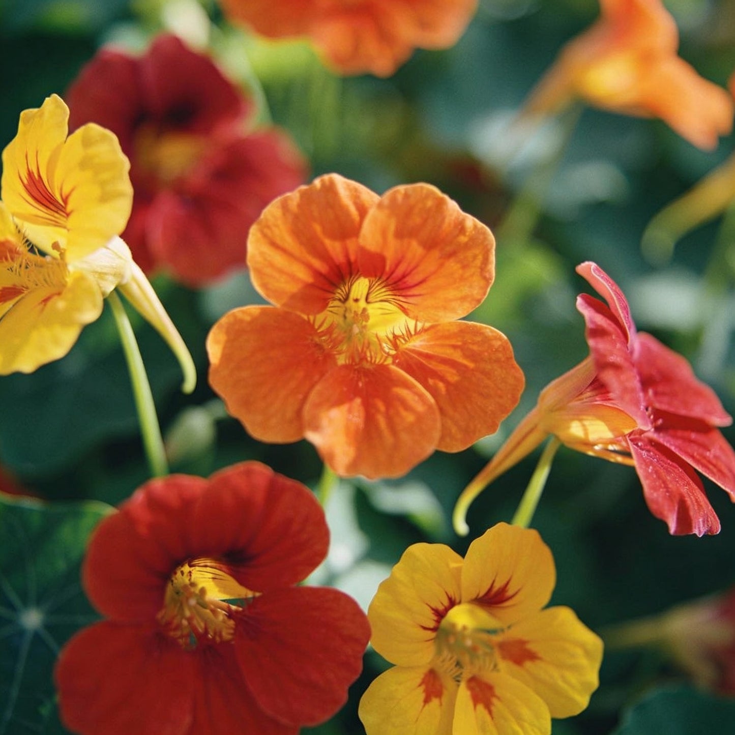 Nasturtium Flower Seeds for Garden Planting