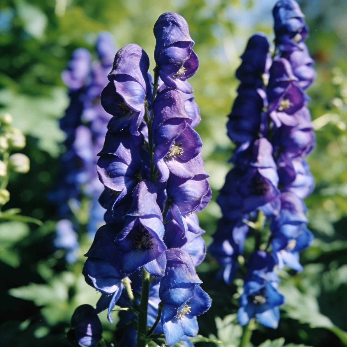 Aconitum Sachalinense Flower Seeds for Garden Planting