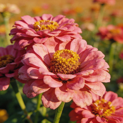 Pink Zinnia Seeds for Garden Planting