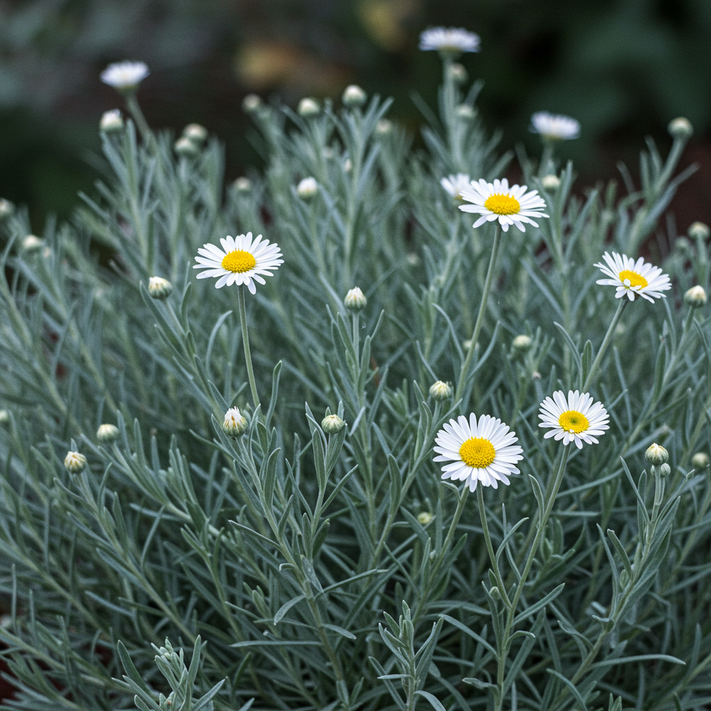 Catananche Amor White Seeds for Garden Planting