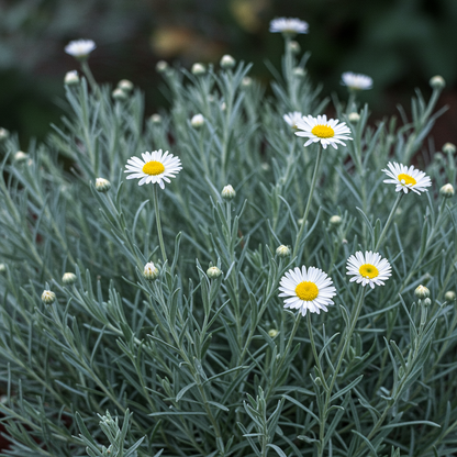 Catananche Amor White Seeds for Garden Planting