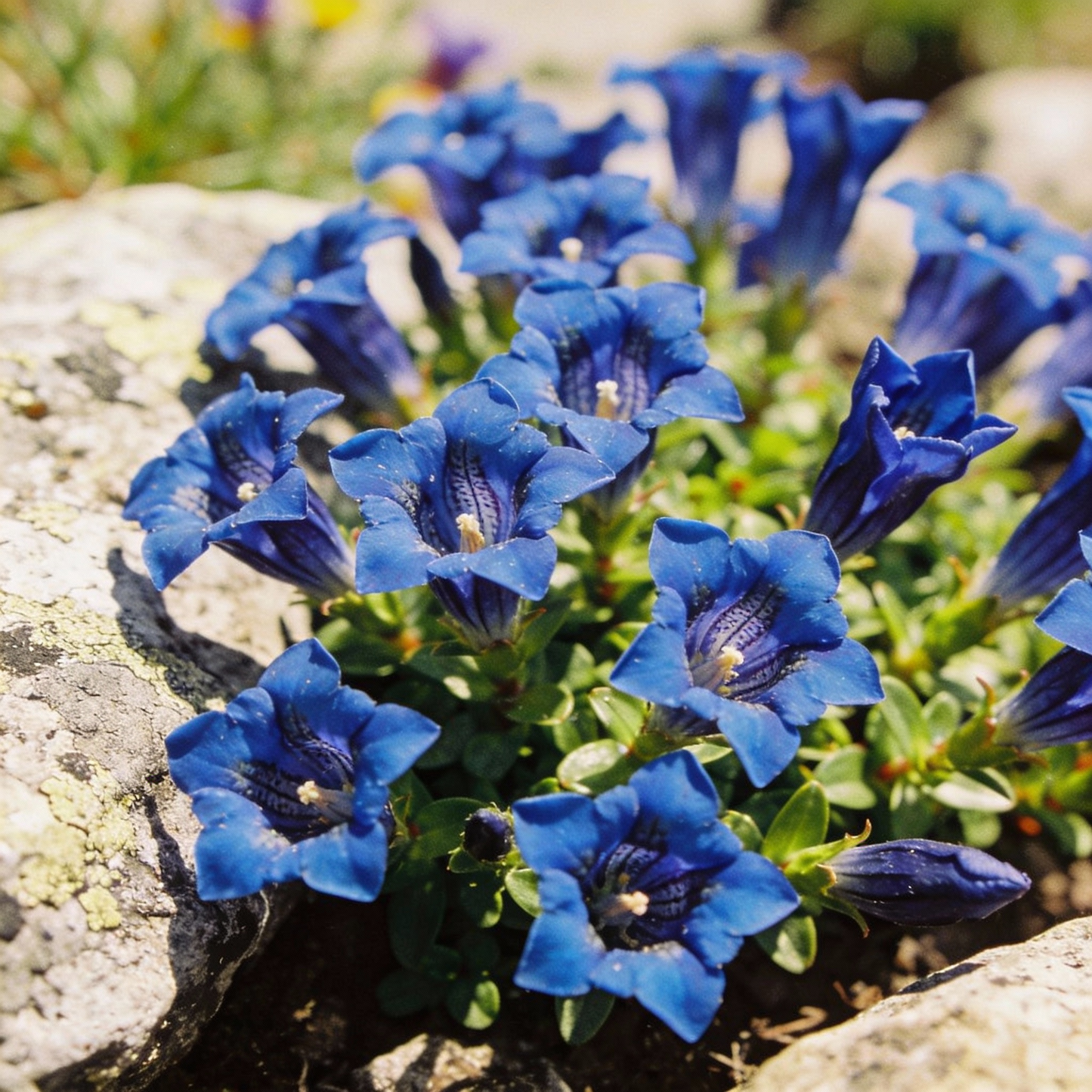 Gentiana Acaulis Flower Seeds for Garden Planting