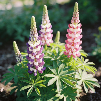 Seed Lupin Hartwegii Avalune Bicolour Mix for Garden Planting