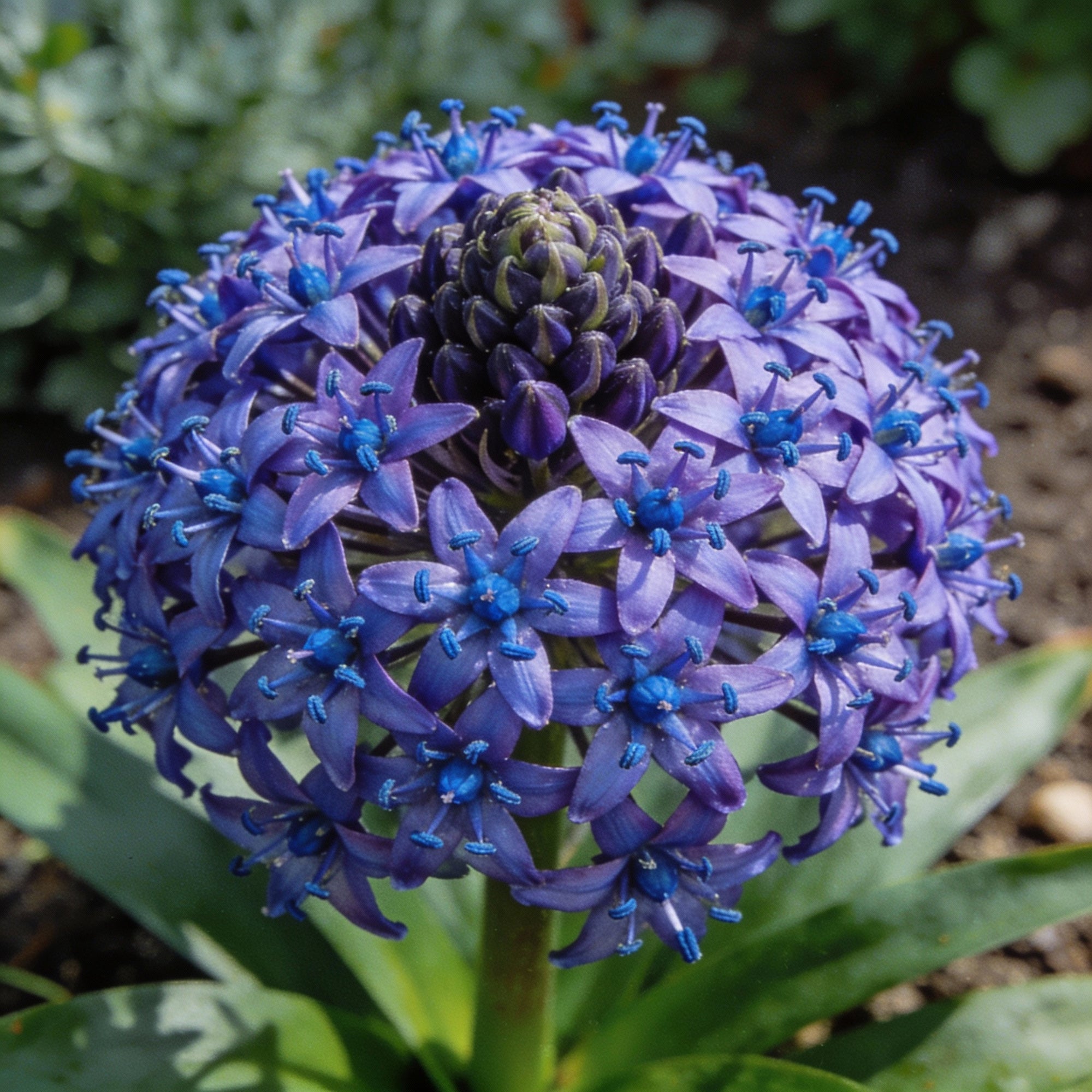 scilla-peruviana-seeds-exquisite-peruvian-squill-bulb-flowers