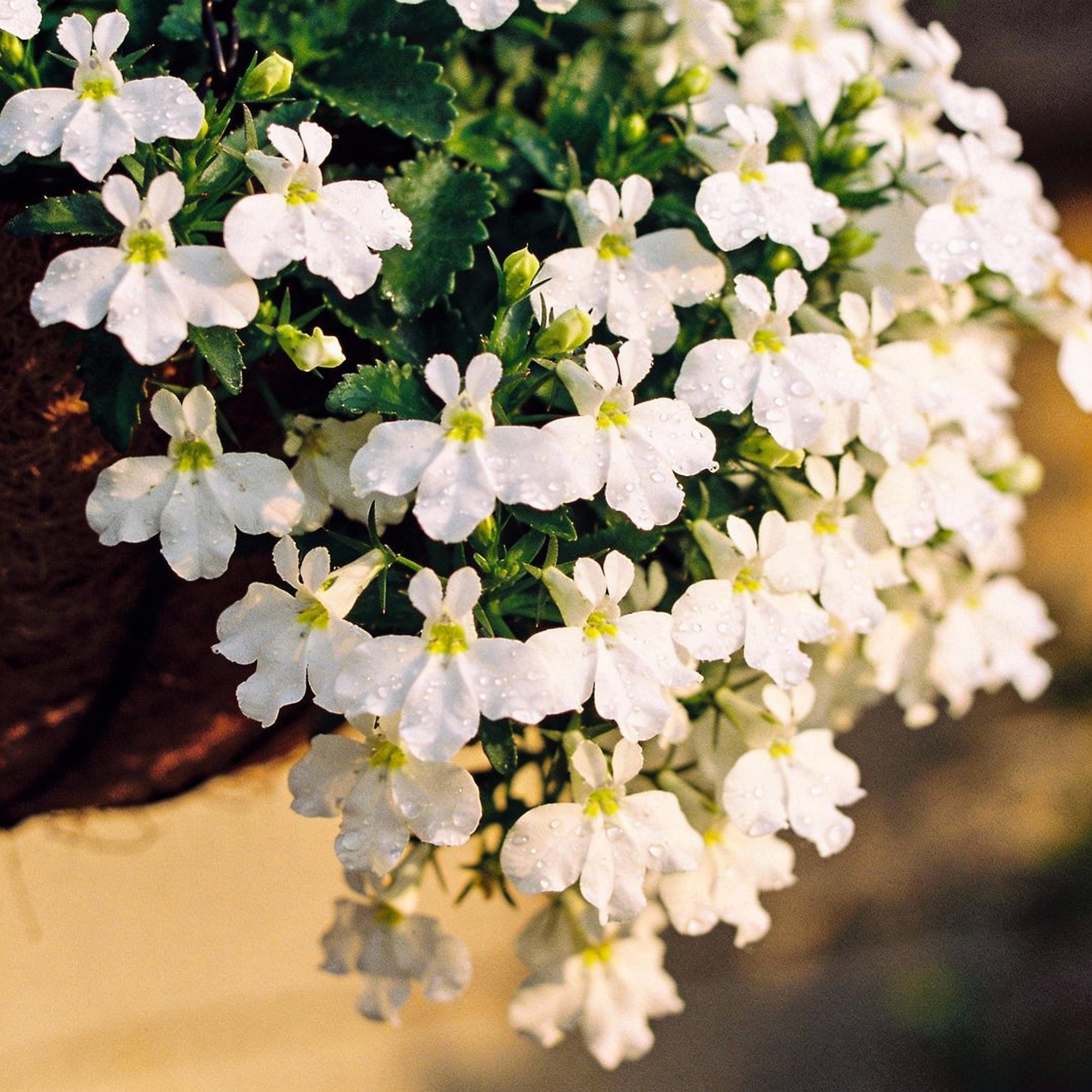 cornflower-lobelia-white-lady-seeds-exceptional-gardening-cultivated-with-care