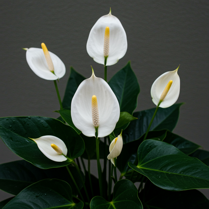 Anthurium Andraeanum White Seeds for Indoor and Garden Planting