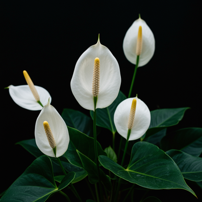 Anthurium Andraeanum White Seeds for Indoor and Garden Planting