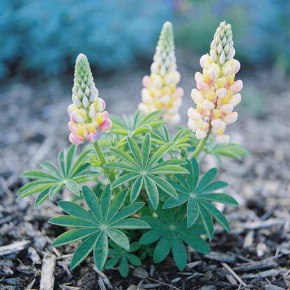 Lupin Sunrise Flower Seeds