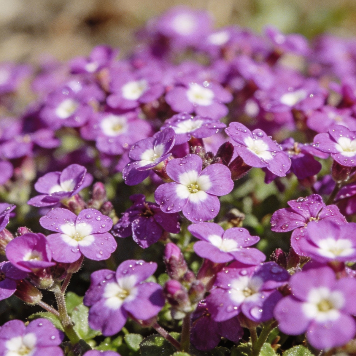 Rockcress Purple Seeds - Aubrieta Ground Cover Flower Seeds for Garden