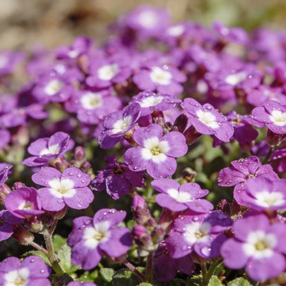 Rockcress Purple Seeds - Aubrieta Ground Cover Flower Seeds for Garden