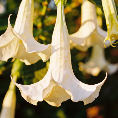 Pure White Snapdragon Seeds - White Snapdragon Flower Seeds for Garden