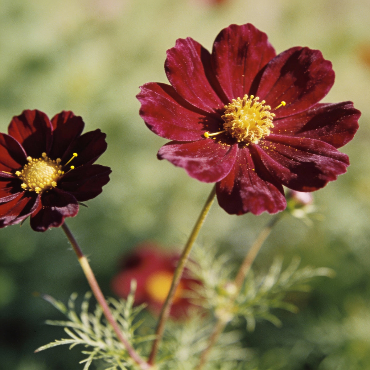Burgundy Red Cosmos Seeds - Red Cosmos Flower Seeds for Garden