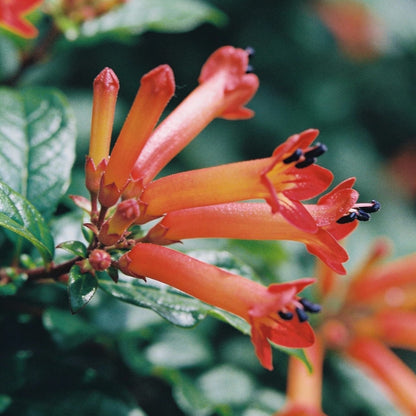 Cuphea Firecracker Plant Seeds – Vibrant Tubular Garden Blooms