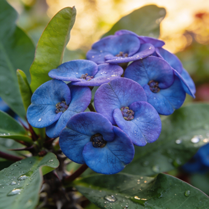 Blue Euphorbia Milii Seeds - Crown of Thorns Flower Seeds for Garden