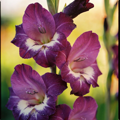 Purple Gladiolus Seeds for Garden Planting