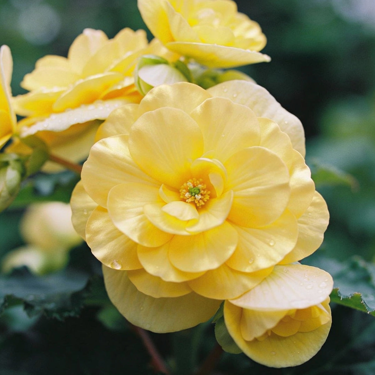 Yellow Begonia Flower Seeds - Yellow Begonia Flower Seeds for Garden