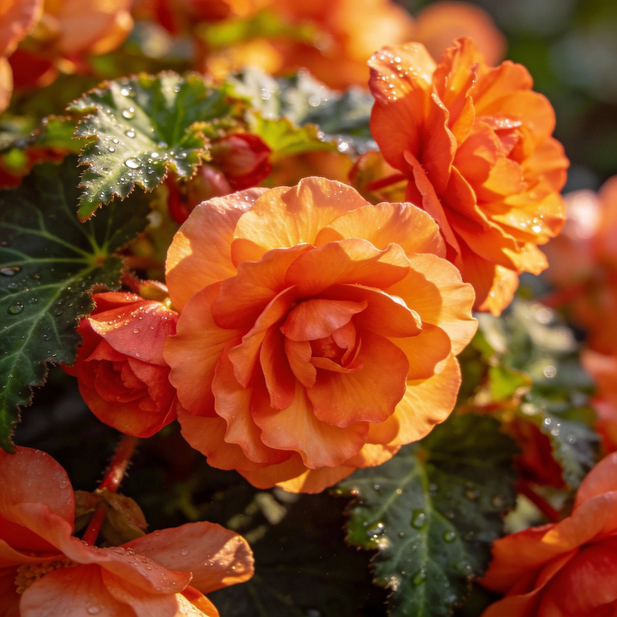 Orange Begonia Flower Seeds - Orange Begonia Flower Seeds for Garden