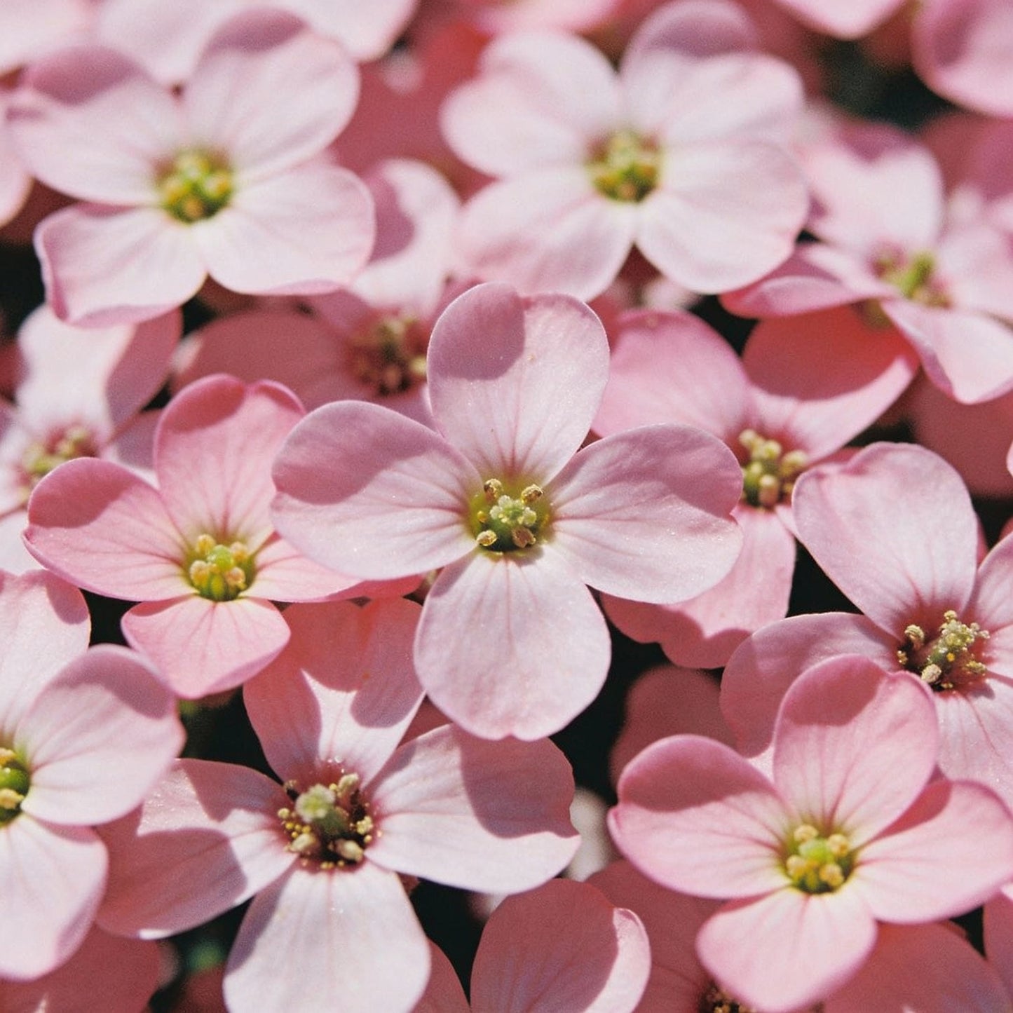 Light Pink Rock Cress Flower Seeds for Garden Planting