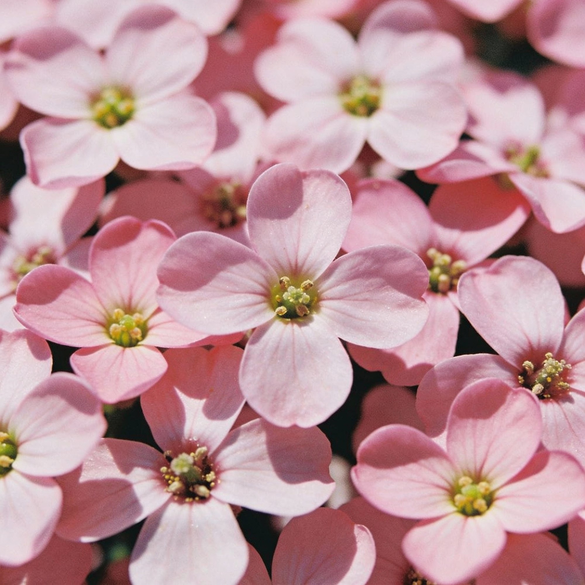 light-pink-rock-cress-flower-seeds-for-garden-planting