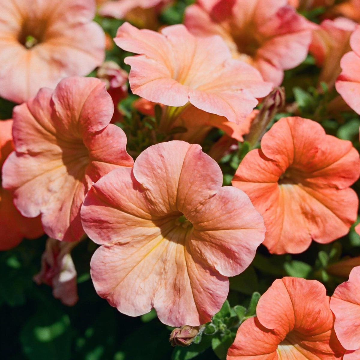 Salmon Petunia Seeds - Salmon Petunia Flower Seeds for Garden
