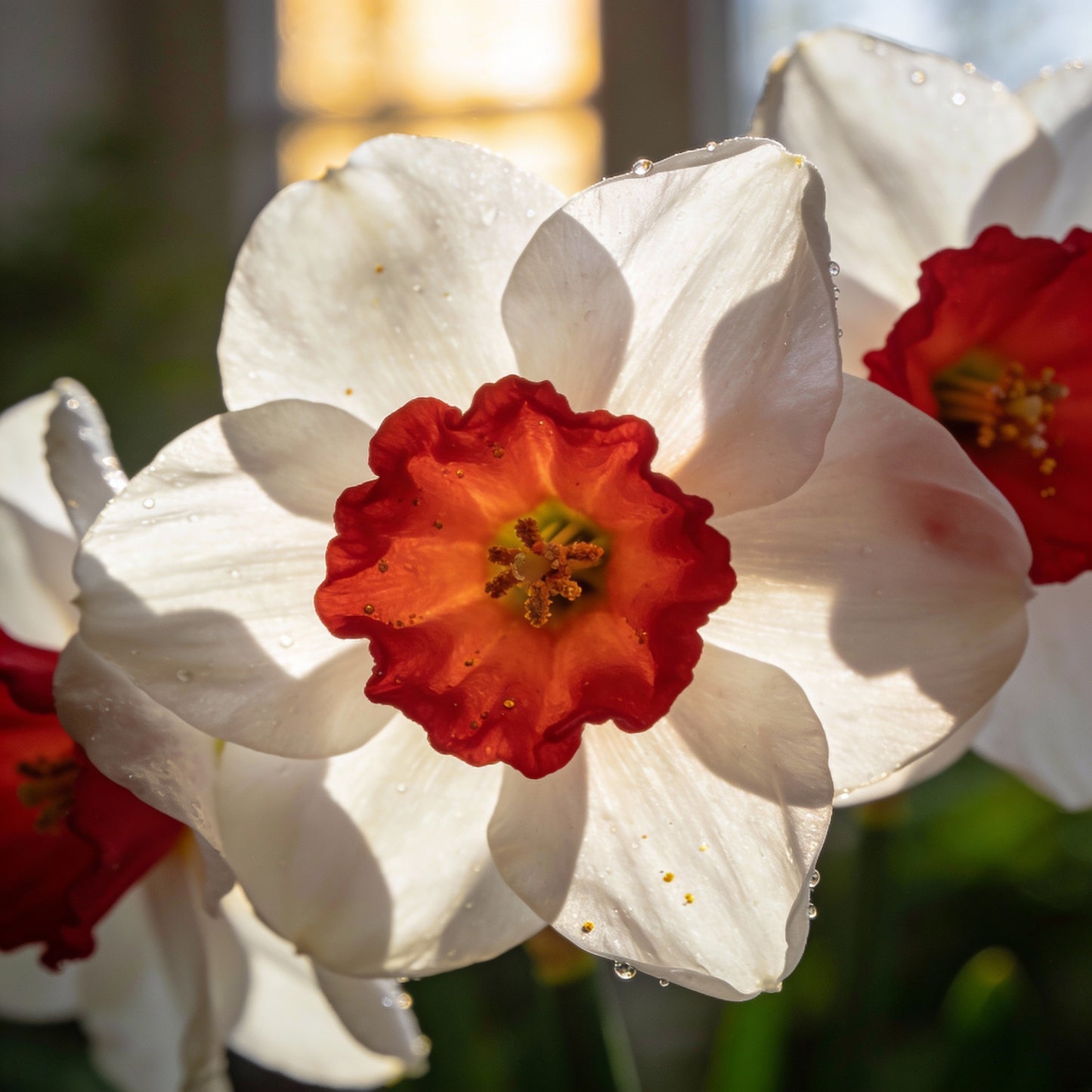 Narcissus White Red Seeds for Garden Planting