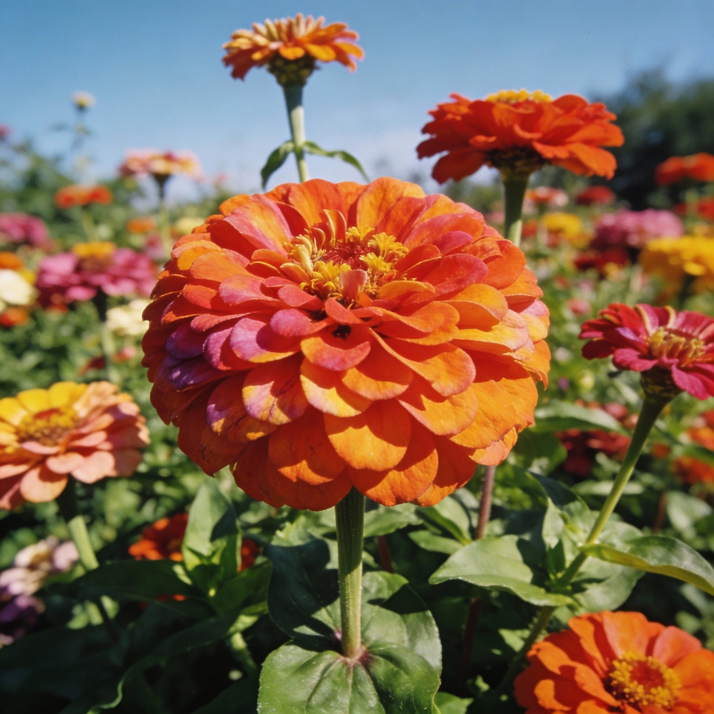 State Fair Mix Zinnia Seeds - Zinnia Flower Seeds for Garden Planting