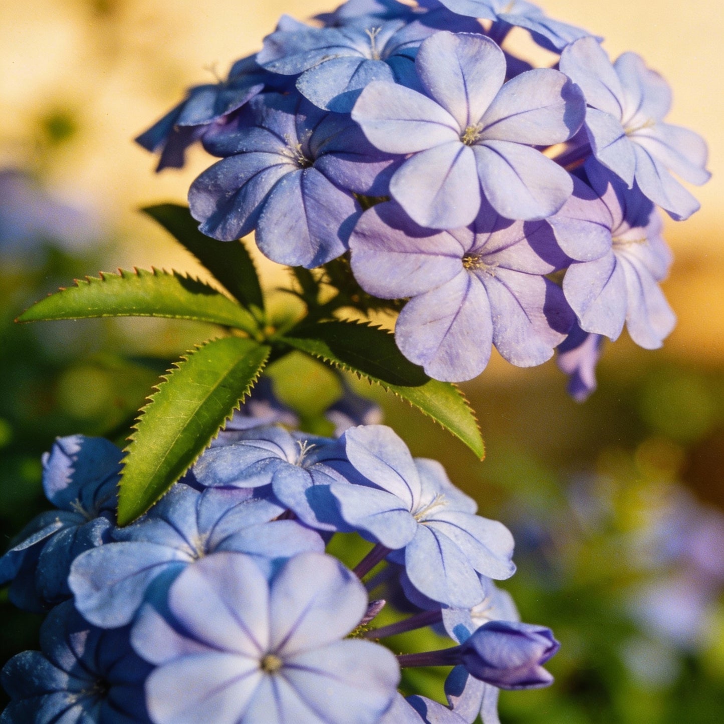 Plumbago Flower Seeds - Sky Blue Plumbago Flower Seeds for Garden