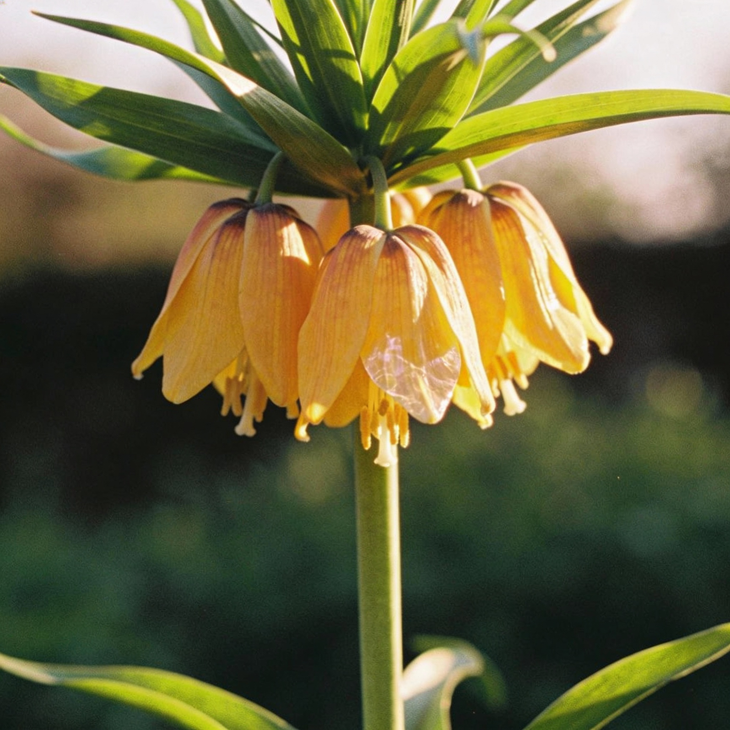 Crown Imperial Fritillaria Seeds - Fritillaria Flower Seeds for Garden