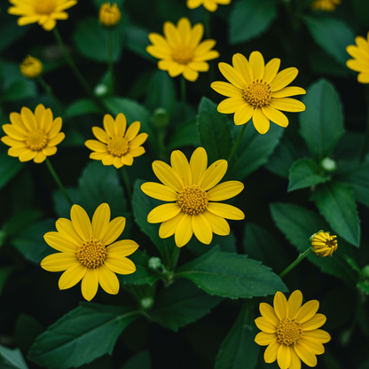 Ligularia Flower Seeds - Ligularia Flower Seeds for Garden