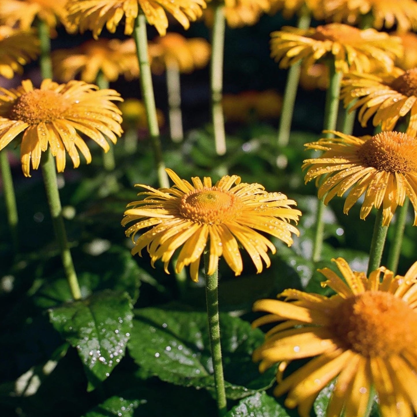 Ligularia Flower Seeds - Ligularia Flower Seeds for Garden