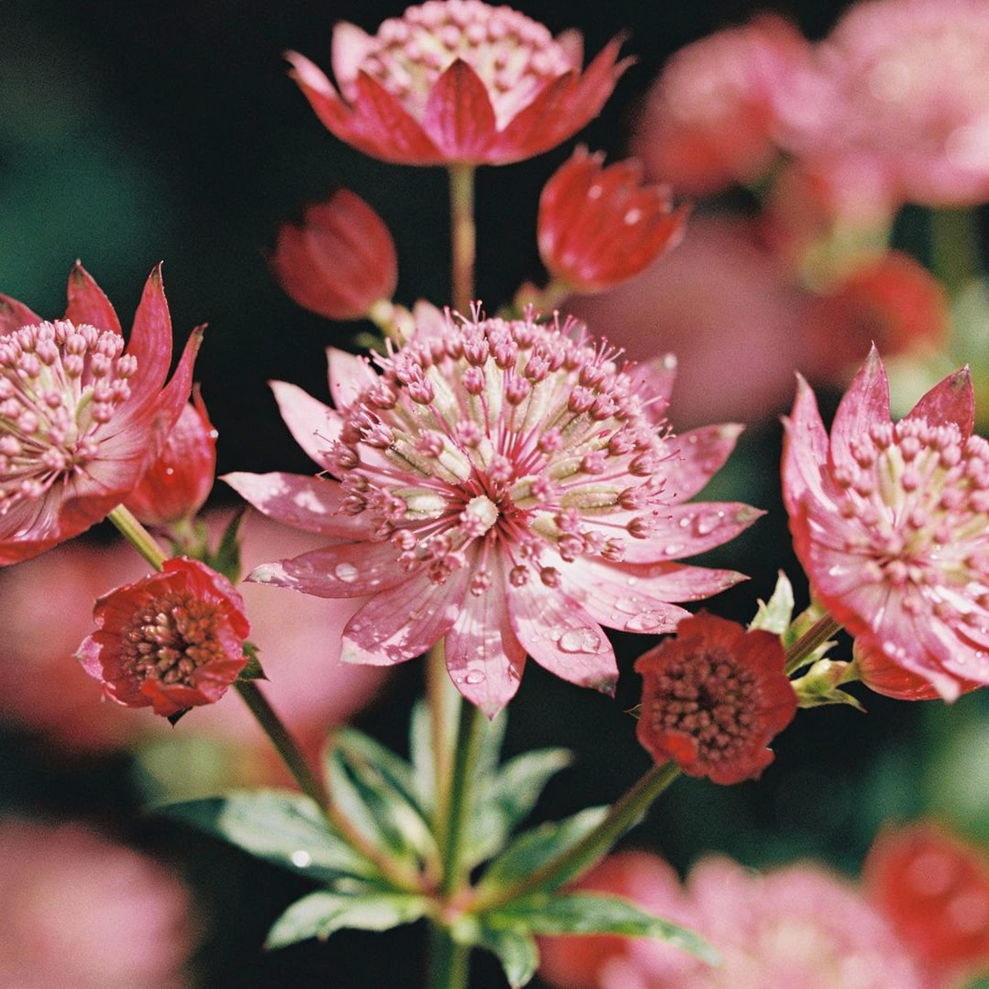 Astrantia Flower Seeds - Astrantia Flower Seeds for Garden