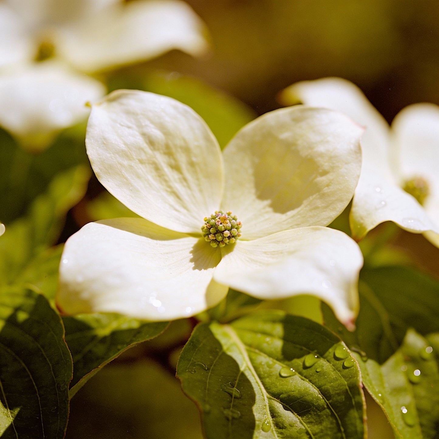 White Euphorbia Milii Seeds - White Crown of Thorns Flower Seeds for Garden